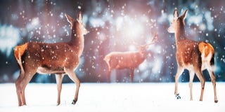 Grupp av den härliga kvinnlign och manliga hjortar i den snöig vita för hjortCervus för skog nobla elaphusen Konstnärlig julvinte arkivbilder Grupp av den härliga kvinnlign och manliga hjortar i den snöig vita för hjortCervus för skog nobla elaphusen Konstnärlig julvinte arkivbilder