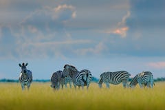 Grupp av sebror Burchells sebra, Equusquaggaburchellii, Moremi, Okavango delta, Botswana, Afrika Löst djur på gräsplanen arkivfoto Grupp av sebror Burchells sebra, Equusquaggaburchellii, Moremi, Okavango delta, Botswana, Afrika Löst djur på gräsplanen arkivfoto