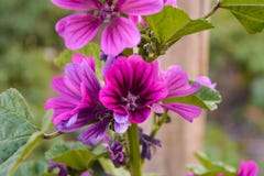 Grupp av violetta lösa blommor fotografering för bildbyråer Grupp av violetta lösa blommor fotografering för bildbyråer
