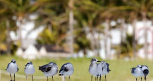 Gruppe des Seemöwenfliegens im Ozean in Süd-Florida Miami Beach Stockfotos Gruppe des Seemöwenfliegens im Ozean in Süd-Florida Miami Beach Stockfotos
