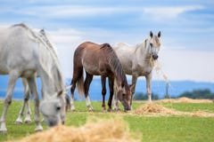 Gruppe junge Pferde, die Heu auf Weide im Sommer essen stockfoto Gruppe junge Pferde, die Heu auf Weide im Sommer essen stockfoto