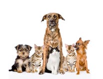 Gruppe Katzen und Hunde, die in der Front sitzen Betrachten der Kamera lizenzfreie stockbilder Gruppe Katzen und Hunde, die in der Front sitzen Betrachten der Kamera lizenzfreie stockbilder