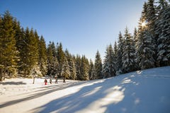 Gruppe Touristen, die in Winterwald mit Schnee gehen, bedeckte Stift stockfotografie Gruppe Touristen, die in Winterwald mit Schnee gehen, bedeckte Stift stockfotografie