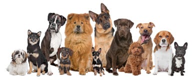 Gruppe von zwölf Hunden Gruppe von zwölf Hunden