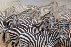 Gruppe Zebras im Staub Kenia tanzania Chiang Mai serengeti Maasai Mara stockfoto Gruppe Zebras im Staub Kenia tanzania Chiang Mai serengeti Maasai Mara stockfoto