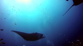 Gruppen-Mantarochen entspannen sich in gestreiftem Rotbarschschulfischmeeresgrund im klaren blauen Wasser stock video footage Gruppen-Mantarochen entspannen sich in gestreiftem Rotbarschschulfischmeeresgrund im klaren blauen Wasser stock video footage