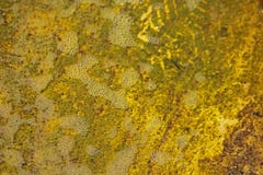 GRUPPEN VON BLASEN IM WASSER AUF MOOS UMFASSTEN OBERFLÄCHE Lizenzfreie Stockfotos GRUPPEN VON BLASEN IM WASSER AUF MOOS UMFASSTEN OBERFLÄCHE Lizenzfreie Stockfotos