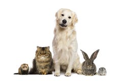 Gruppo di animali domestici fotografie stock Gruppo di animali domestici fotografie stock