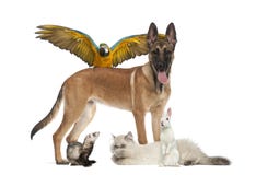 Gruppo di animali domestici immagini stock Gruppo di animali domestici immagini stock