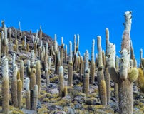 Gruppo di cactus enorme di Trichoreus che sta su Isla Incahuasi al sa fotografie stock Gruppo di cactus enorme di Trichoreus che sta su Isla Incahuasi al sa fotografie stock