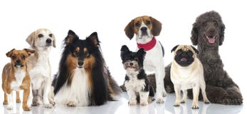 Gruppo di cani Gruppo di cani