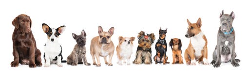 Gruppo di cani differenti fotografia stock Gruppo di cani differenti fotografia stock