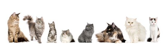 Gruppo di gatti in una riga: Norvegese, siberiano e P fotografia stock libera da diritti Gruppo di gatti in una riga: Norvegese, siberiano e P fotografia stock libera da diritti