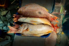 Gruppo di pesce visualizzato in un mercato con fondo unfocused fotografie stock Gruppo di pesce visualizzato in un mercato con fondo unfocused fotografie stock