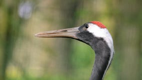 Grus japonensis, a portrait photo of a large bird with a big beak stock image Grus japonensis, a portrait photo of a large bird with a big beak stock image