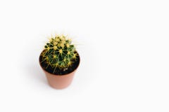 Grusonii Echinocactus που απομονώνεται στο άσπρο υπόβαθρο στοκ εικόνες Grusonii Echinocactus που απομονώνεται στο άσπρο υπόβαθρο στοκ εικόνες