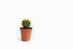Grusonii Echinocactus изолированное на белой предпосылке стоковые фотографии rf Grusonii Echinocactus изолированное на белой предпосылке стоковые фотографии rf