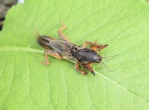 Gryllotalpa-gryllotalpa auf Stück Gras Plage von Gartenplantagen stockbild Gryllotalpa-gryllotalpa auf Stück Gras Plage von Gartenplantagen stockbild
