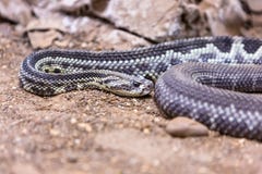 Grzechotnik, Crotalus atrox diamondback western obrazy stock Grzechotnik, Crotalus atrox diamondback western obrazy stock