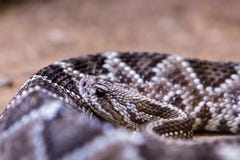 Grzechotnik, Crotalus atrox diamondback western zdjęcia royalty free Grzechotnik, Crotalus atrox diamondback western zdjęcia royalty free