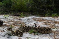 grzechotnik wschodniego diamondback fotografia royalty free grzechotnik wschodniego diamondback fotografia royalty free