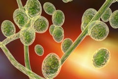 Grzyba Trichophyton ilustracja ilustracji Grzyba Trichophyton ilustracja ilustracji