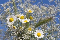 Gräs för äng för vit gypsophila för kamomill löst och blommabukettnärbild mot himlen royaltyfri fotografi Gräs för äng för vit gypsophila för kamomill löst och blommabukettnärbild mot himlen royaltyfri fotografi