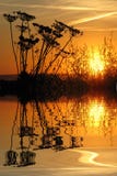 Gräs i för solnedgång vattnet över - med reflexion Royaltyfria Bilder Gräs i för solnedgång vattnet över - med reflexion Royaltyfria Bilder