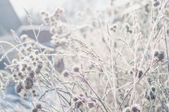 Gräs som täckas med rimfrost mot bakgrunden av vintermorgonsolen royaltyfri fotografi Gräs som täckas med rimfrost mot bakgrunden av vintermorgonsolen royaltyfri fotografi