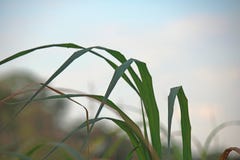 GRÄSBLAD SOM ÖVER BÖJER MOT HIMLEN arkivbild GRÄSBLAD SOM ÖVER BÖJER MOT HIMLEN arkivbild