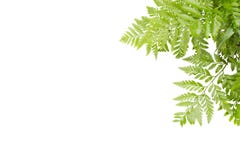 Gräsplansidor för ram på vit bakgrund, naturgräns royaltyfria foton Gräsplansidor för ram på vit bakgrund, naturgräns royaltyfria foton