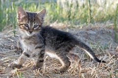 Grå färger behandla som ett barn kattungen Arkivbilder Grå färger behandla som ett barn kattungen Arkivbilder