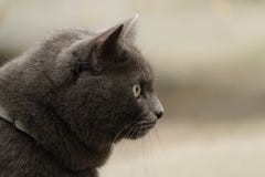 Grå katt som utomhus placerar kallt väder arkivfoto Grå katt som utomhus placerar kallt väder arkivfoto