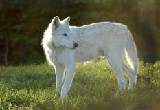 grå wolf royaltyfri foto grå wolf royaltyfri foto
