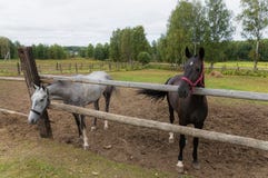 Gråa och svarta hästar betar i ranch royaltyfri bild Gråa och svarta hästar betar i ranch royaltyfri bild