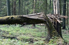 Grève surprise dans un arbre images stock Grève surprise dans un arbre images stock