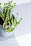 Grön blomma, Crassula Nealeana, sällsynt suckulent växt i en grå kruka, begrepp för hemmiljögarnering royaltyfria bilder Grön blomma, Crassula Nealeana, sällsynt suckulent växt i en grå kruka, begrepp för hemmiljögarnering royaltyfria bilder