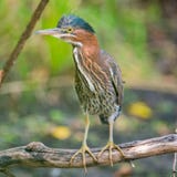 Grön häger som sätta sig på en stupad trädfilial på utkiken - i den Minnesota flodfloodplainen i de nationella Wina för Minnesota royaltyfri fotografi Grön häger som sätta sig på en stupad trädfilial på utkiken - i den Minnesota flodfloodplainen i de nationella Wina för Minnesota royaltyfri fotografi
