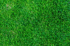 Grön lawn royaltyfria foton Grön lawn royaltyfria foton