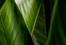 grön leaf arkivfoton grön leaf arkivfoton