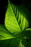 grön leaf grön leaf