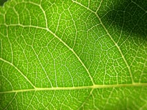 grön leaf för 2 closeup royaltyfri fotografi grön leaf för 2 closeup royaltyfri fotografi