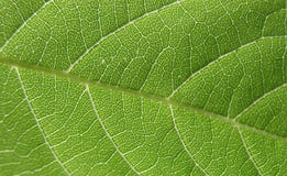 grön leaf för 4 closeup royaltyfria foton grön leaf för 4 closeup royaltyfria foton