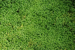 Grön matta av delikata Spikemoss fotografering för bildbyråer Grön matta av delikata Spikemoss fotografering för bildbyråer
