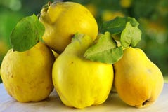 grön quince för bakgrund arkivbilder grön quince för bakgrund arkivbilder