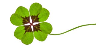 Grön växt av släktet Trifolium med fyra blad arkivfoton Grön växt av släktet Trifolium med fyra blad arkivfoton