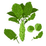 Gröna kålar och brussel - groddillustration vektor illustrationer Gröna kålar och brussel - groddillustration vektor illustrationer