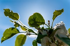 Gröna trädsidor och blå himmel med tillbaka ljus royaltyfri bild Gröna trädsidor och blå himmel med tillbaka ljus royaltyfri bild