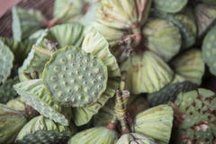 GRÖNSAK LOTUS FÖR MARKNAD FÖR CAMBODJA SRA EM-STAD arkivfoto GRÖNSAK LOTUS FÖR MARKNAD FÖR CAMBODJA SRA EM-STAD arkivfoto