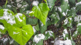 Grönt iveblad över snöig royaltyfri foto Grönt iveblad över snöig royaltyfri foto